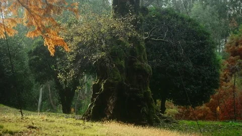 Big mysterious tree trunk covered with moss and mushrooms 스톡 동영상 221757880