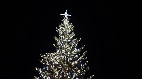 Big natural Christmas tree with lights in Baia Mare city, Romania Stock Footage 224645882