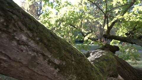 Big natural old tree trunk covered in moss on a sunny day in a park Stock Footage 261301567