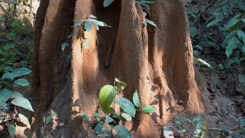 Big Nest of Termites in Forest Stock Footage 99237328