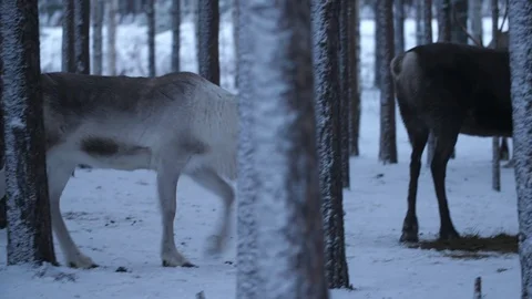 Big noble deer moving, looking around and seeking food in a snowy forest in Stock-Footage 122817490