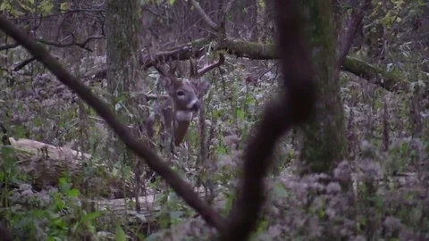 Big non-typical looks at camera lowers head walks to the right Stock Footage 81817120