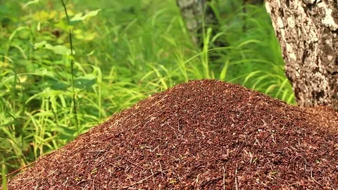 Big north forest ant colony Stock Footage 71815407