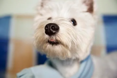 Big nose Stock Photos
