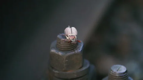 The big nut on which the May Beetle crawls Stock Footage 109240051