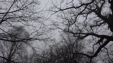 Big oak with dark silhouette trees and branches in the woods with panning shot Stock Footage 74061213
