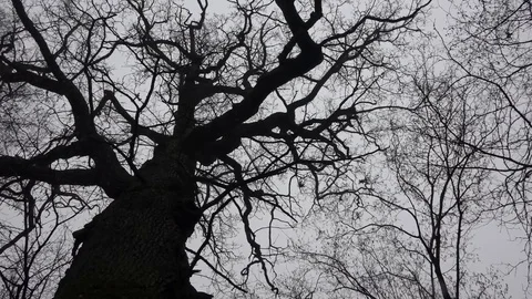 Big oak with dark silhouette trees and branches in the woods with panning shot Stock Footage 74061265