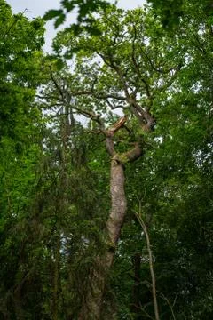 Big oak in the forest Stock Photos
