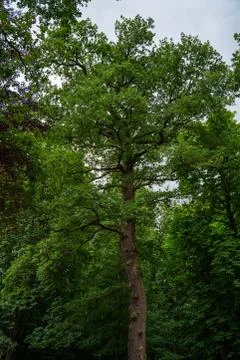 Big oak in the forest Stock Photos