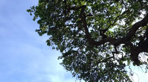 Big Oak LRPan Stock Footage 36553587