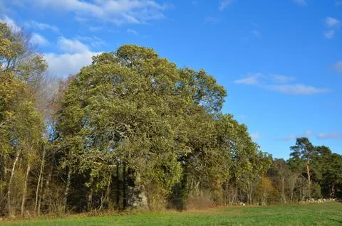 Big oak Stock Photos