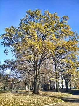 Big oak Stock Photos