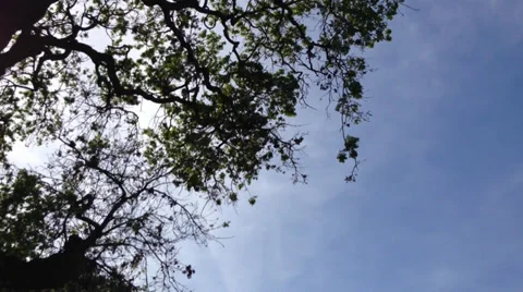 Big Oak RLPan Stock Footage 36553583