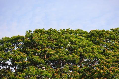 A big oak tree alone with a clear sky Stock Photos