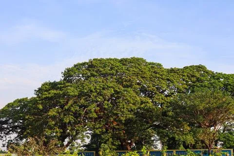 A big oak tree alone with a clear sky Stock Photos