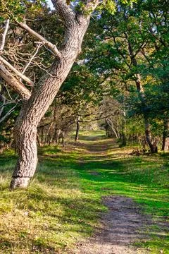 Big oak tree along path or trail in dunes forest Stock Photos