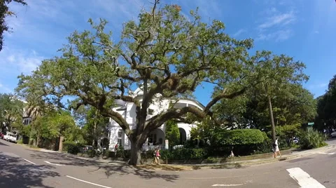 Big oak tree in charming old neighborhood in Charleston, SC Stock Footage 43556717