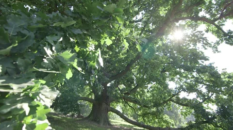 Big oak tree Video stock 34299005