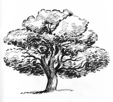 Big oak tree Stock Illustration