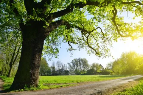 Big oak tree in the park. Stock Photos