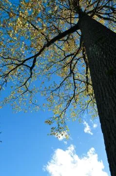 Big oak tree Stock Photos