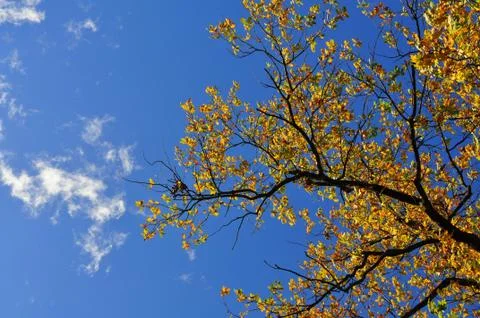 Big oak tree Stock Photos