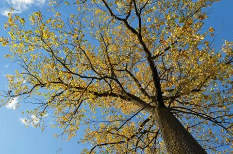 Big oak tree Stock Photos
