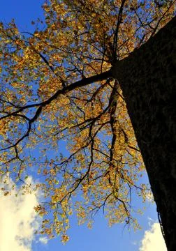 Big oak tree Stock Photos