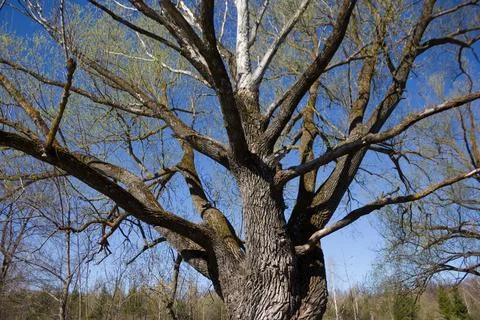 Big oak tree Stock Photos