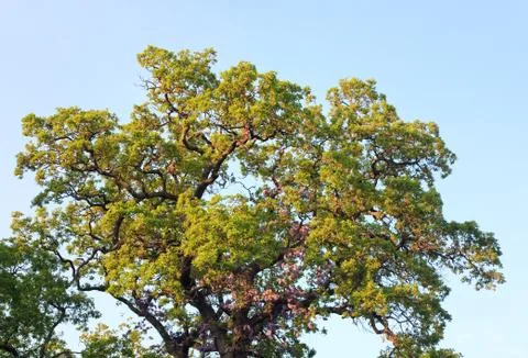 Big oak tree top Stock Photos