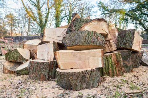 Big oak tree trunks sawn in parts Stock Photos