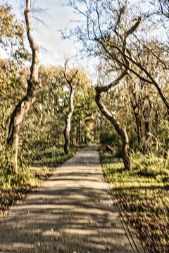 Big oak trees along path or trail in dunes forest Stock Photos