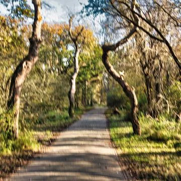 Big oak trees along path or trail in dunes forest Stock Photos