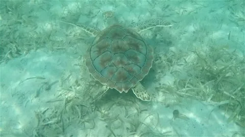 Big ocean turtle Stock Footage 58757191