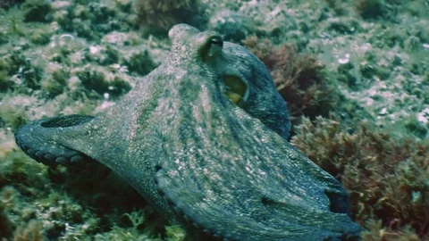 Big Octopus moves over reef landscape, shows color changes Video stock 77483119