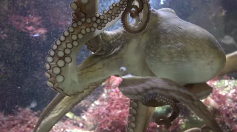 Big octopus moving tentacles under water, scary animal  Stock Footage 67370233