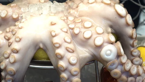 Big octopus with tentacles. Close-up Stock Footage 132158761