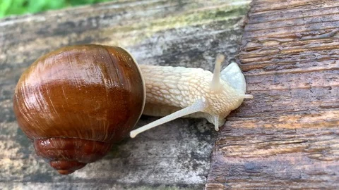 Big oily snail with a brown shell Stock Footage 114191206