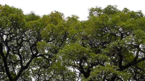 Big Old And Shady Trees Dance From The Strong Gusts Of Wind 스톡 동영상 201124950