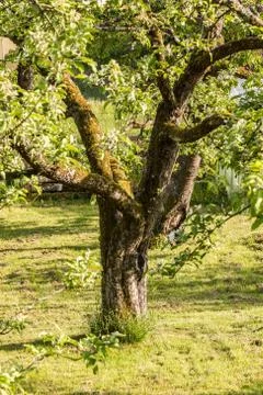 Big old apple tree in the middle of the green garden Stock Photos