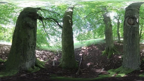 Big old beech trees in spring, VR360, VR, 360VR, 360 Video Stock Footage 107911566