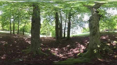 Big old beech trees in spring, VR360, VR, 360VR, 360 Video Stock Footage 107911933