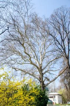 Big old birch tree with branches, outdoor park Stock Photos