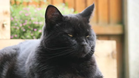 Big Old Black Fluffy Cat Resting Outside On The Decking Breathing Belly Stock Footage 143467887