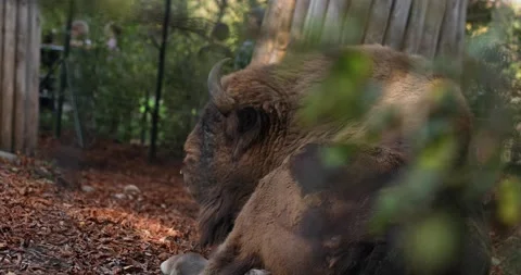Big old buffalo laying on the ground in zoo. Static shot of a scary animal. Stock Footage 221557941