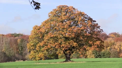 Big old common oak tree with leaves in autumn colours. English oak Quercus robur Stock Footage 142079658