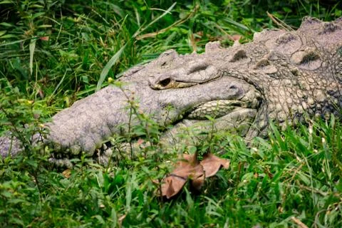 Big old crocodile Stock Photos