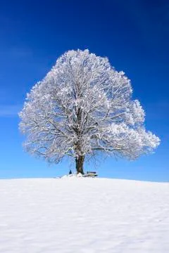 Big old deciduous linden tree at winter with snow and ice Stock Photos