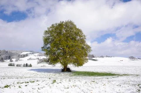 Big old deciduous tree at winter with snow and ice Stock Photos