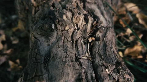 Big old dry stump Stock-Footage 238397291